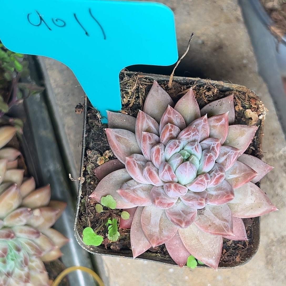 m**k9011号晚上多肉植物群生吃