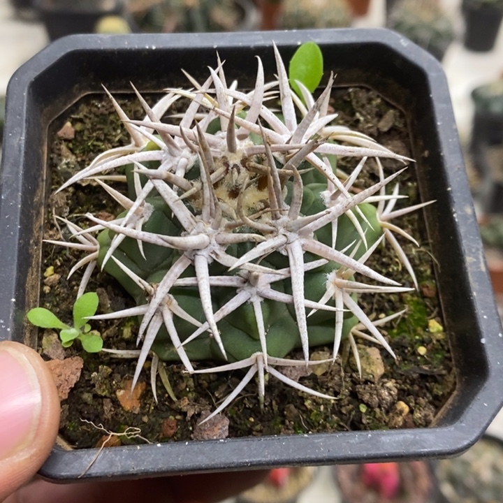 实生精品碧岩玉特价包邮