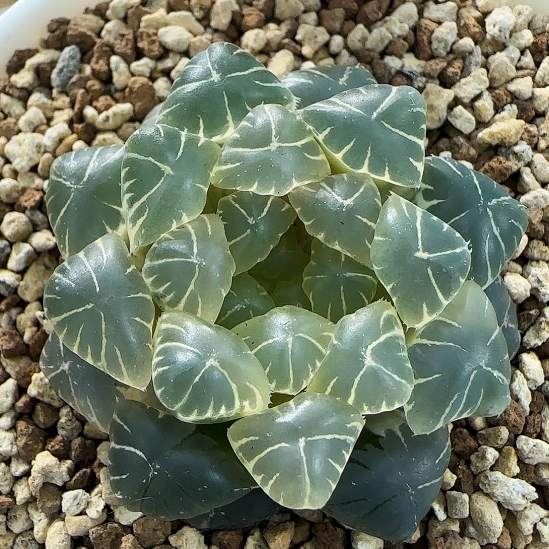 633号糊斑湖水一物一拍带盆土