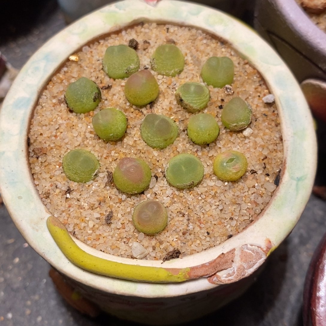 拉登0.6-0.8一颗。