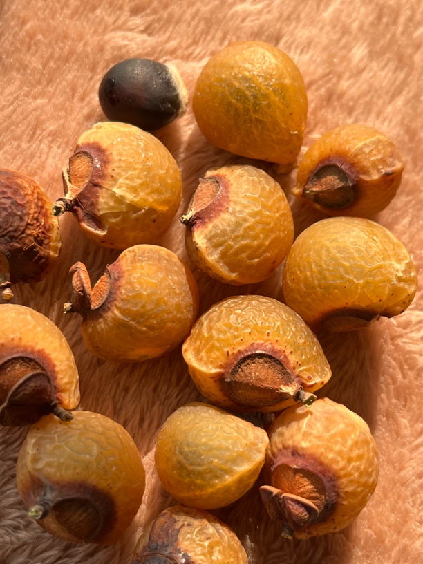 红色无患子同树籽天然全果（以直播间为准）居家饰品装饰（不售后）