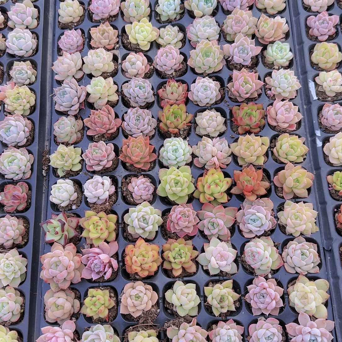 直播一物一拍多肉39