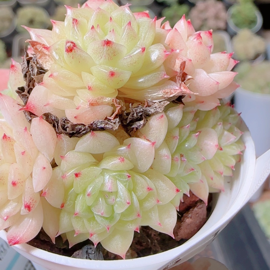 花语逸镜1109-256散