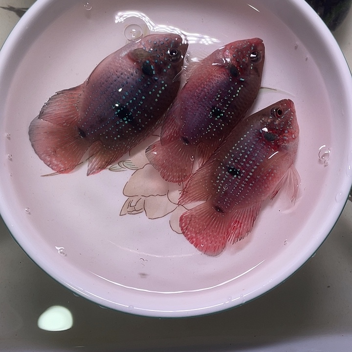 红宝石鱼红宝石3条当中有1条备损