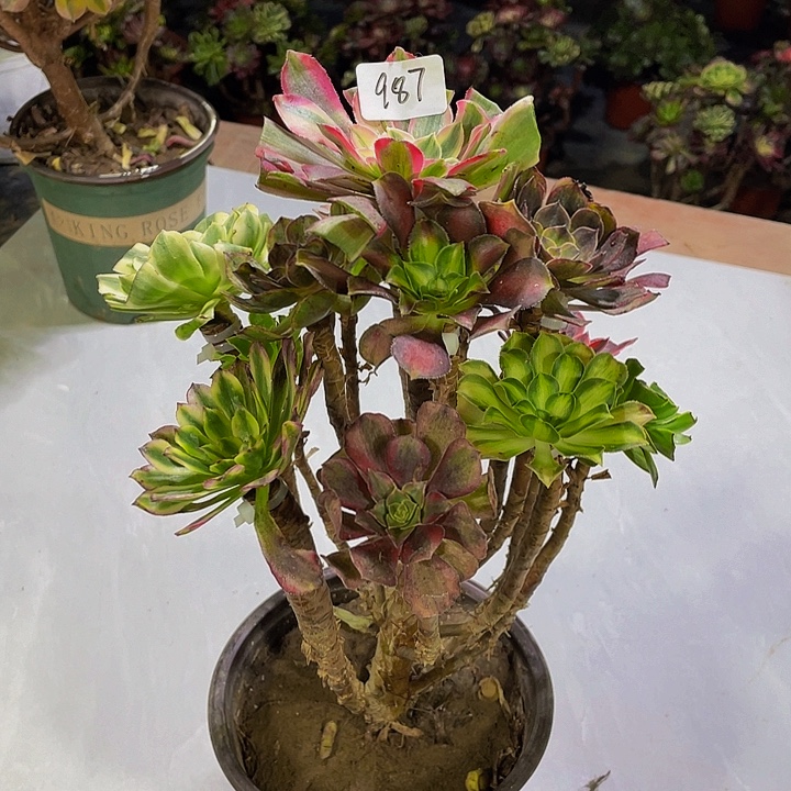 花***贵架接00000000000987号