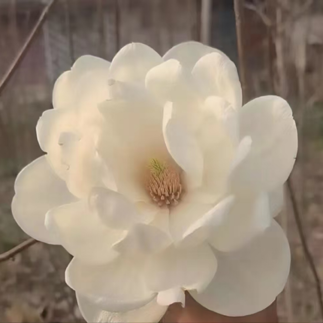 白牡丹玉灯玉兰新品种玉兰大花浓香盆栽地栽