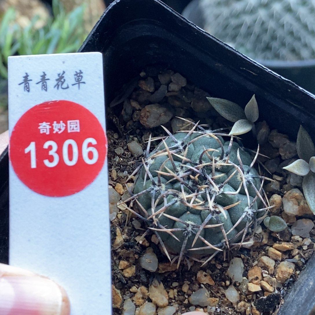 实生黑刺武勋丸3cm一棵仙人球