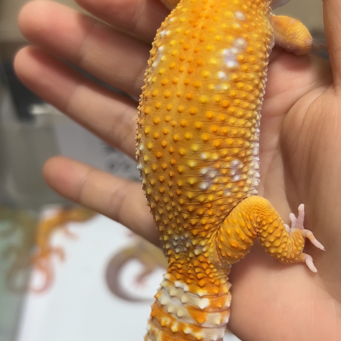 豹纹守宫右前肢缺钙