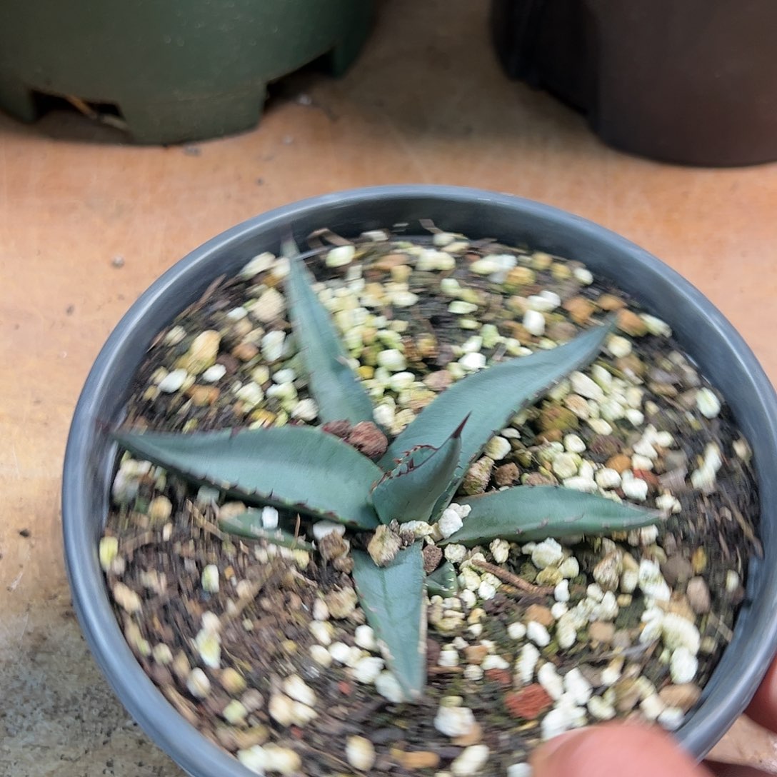 多肉植物鲨鱼皮龙舌兰