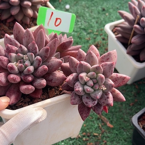 10水晶带盆一多肉植物