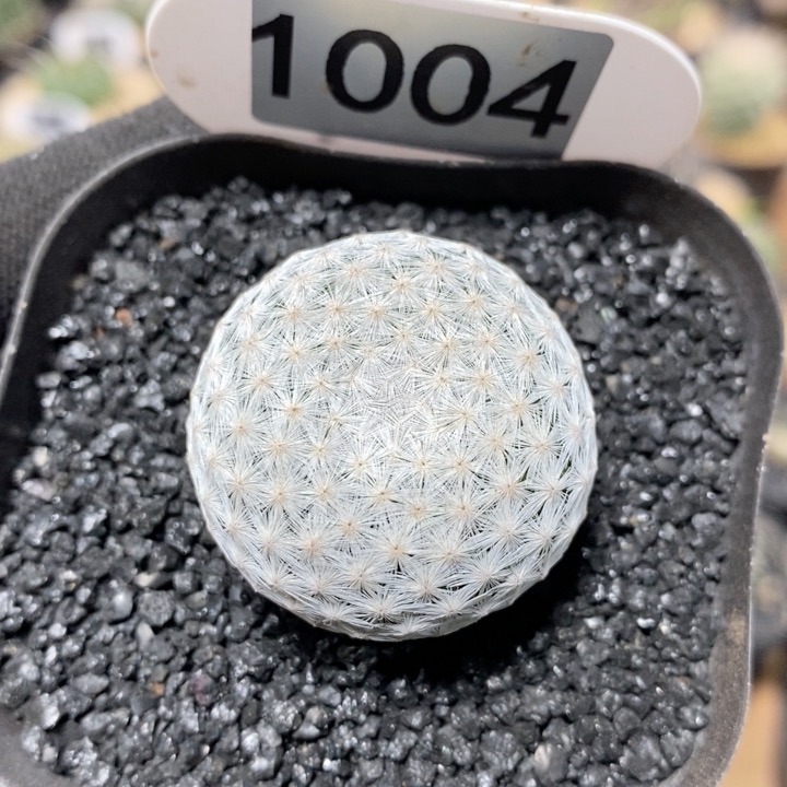 1004号单头白鸟3.5cm