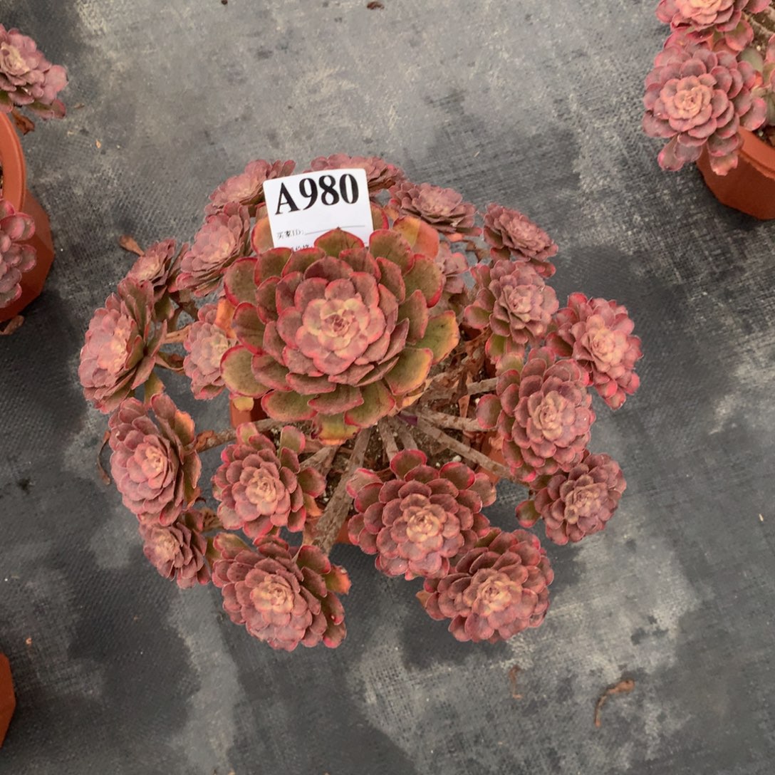 黑天使980法师多肉植物