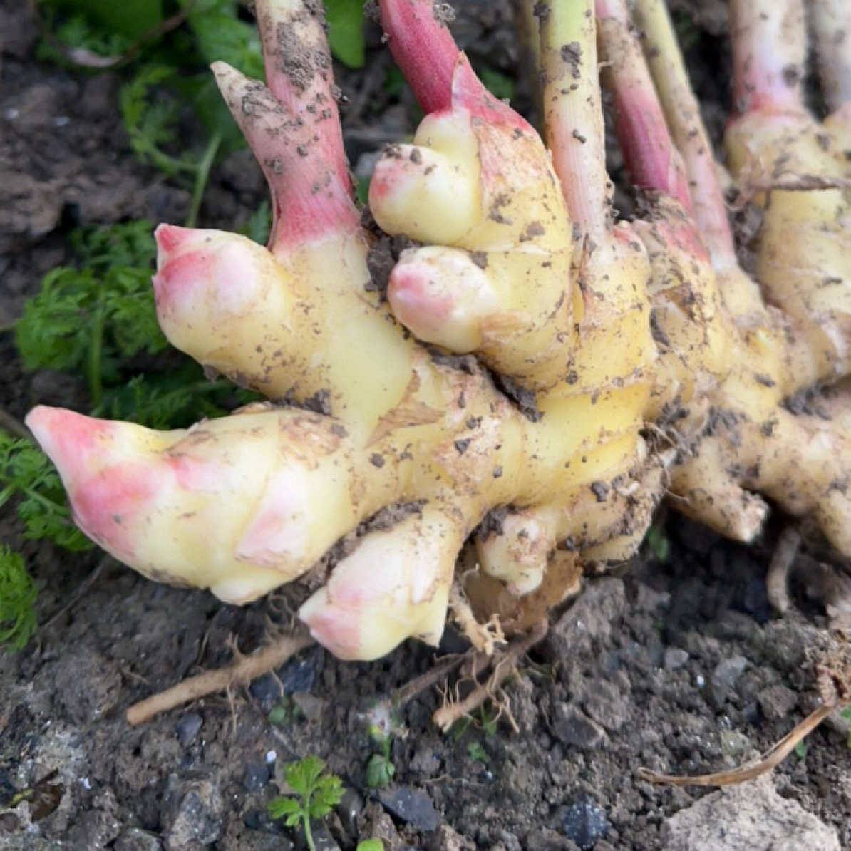 新鲜现挖红芽嫩姜可腌制泡姜的鲜嫩子姜