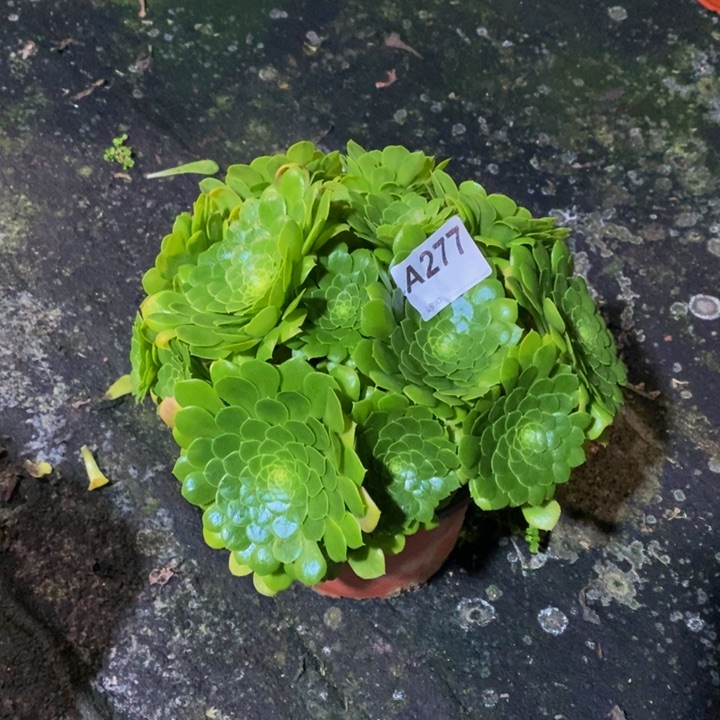 翡翠冰多肉植物277