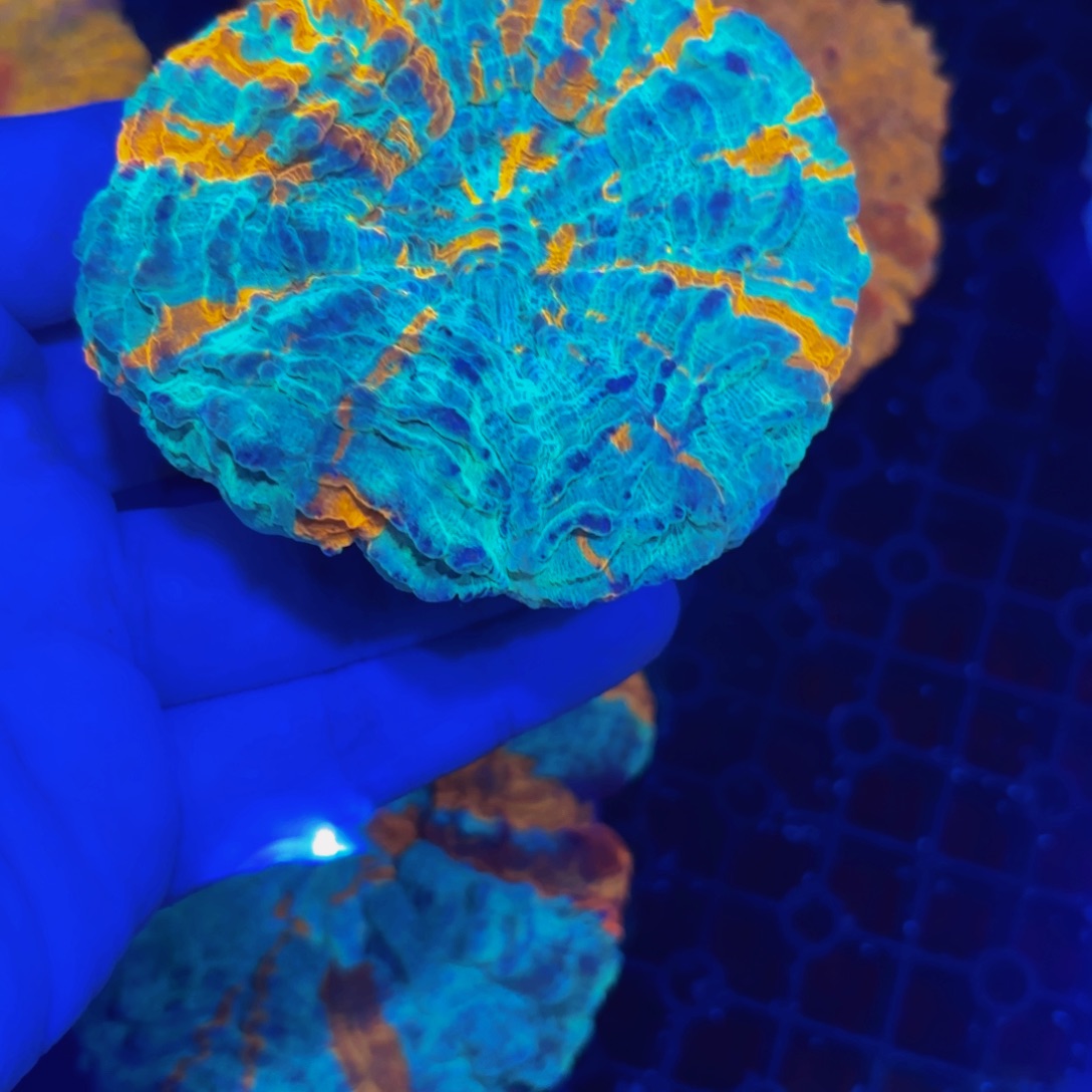 纽扣珊瑚精品富士