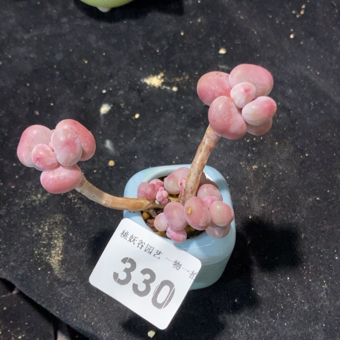 330糖果腰子蛋带盆土