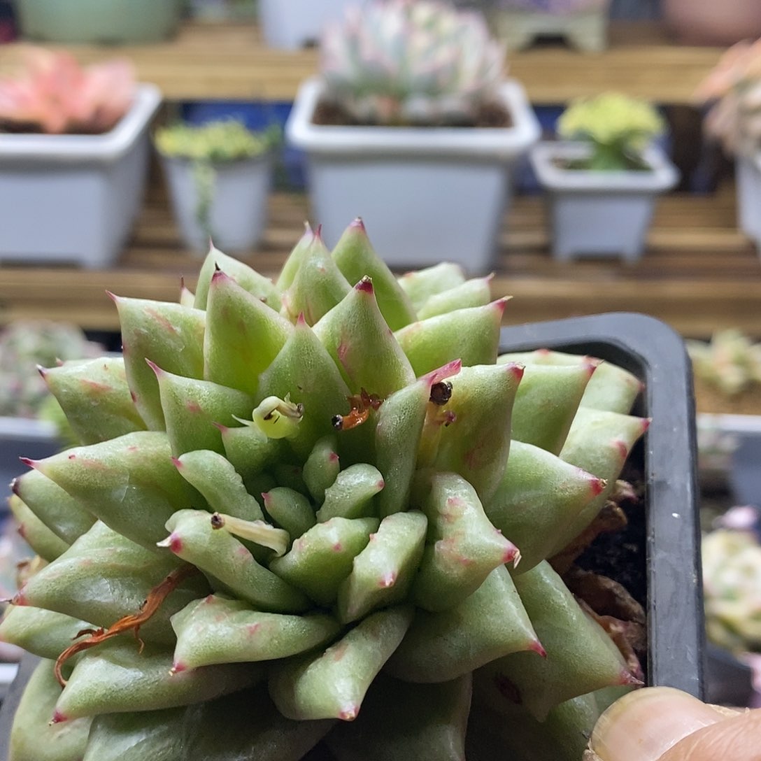 22145 凸起玛利亚