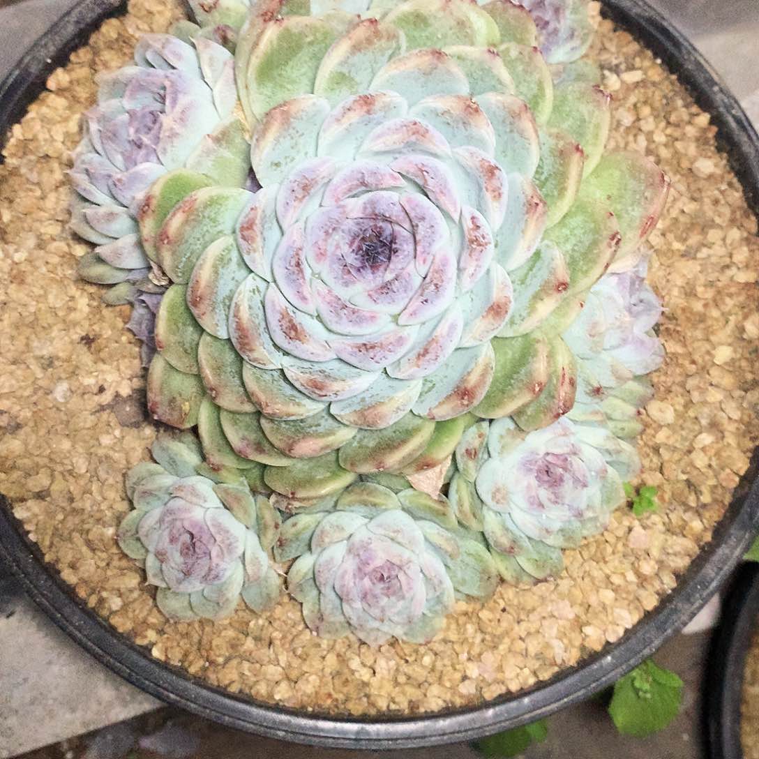 紫霞多肉一物一拍