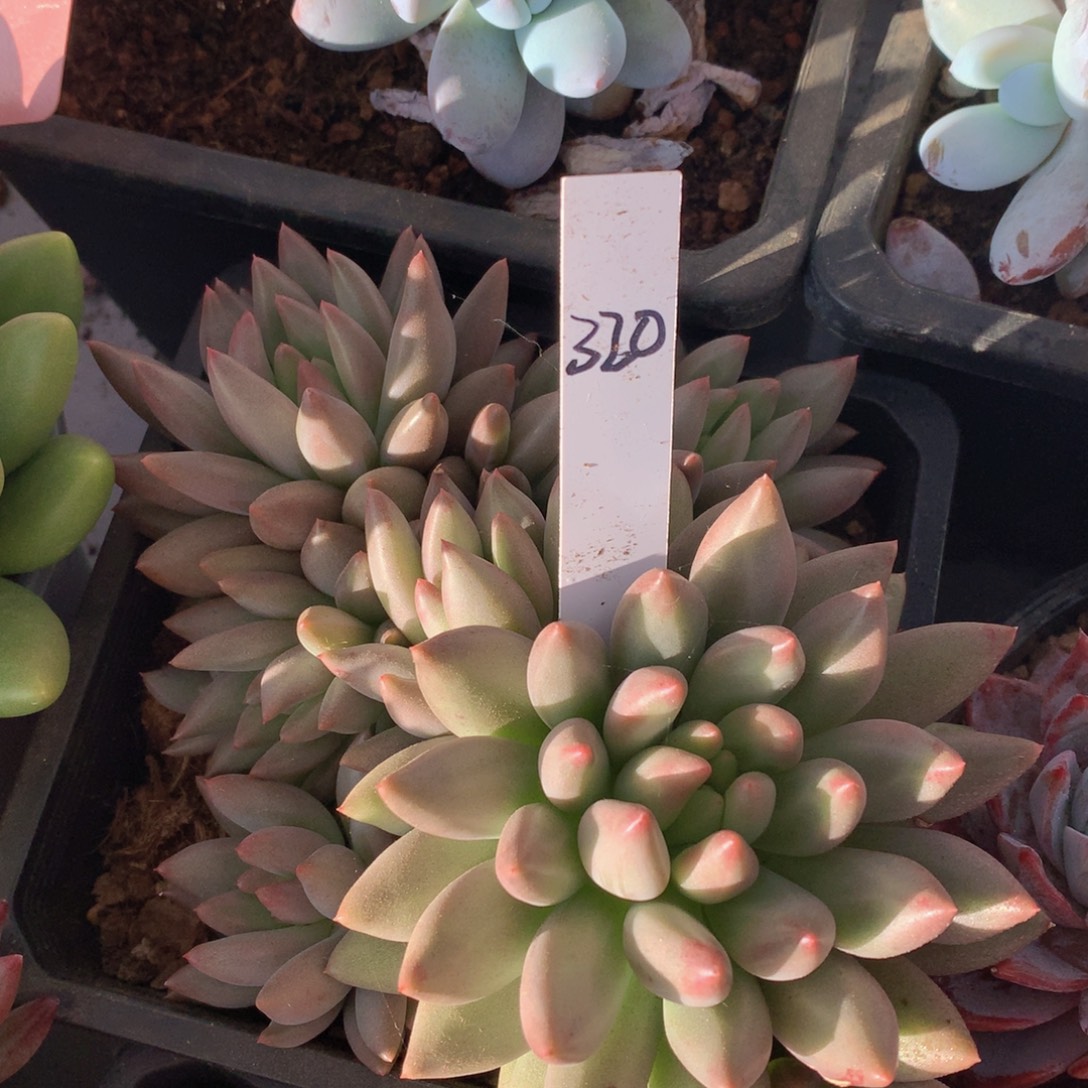 多日子黑五727727372