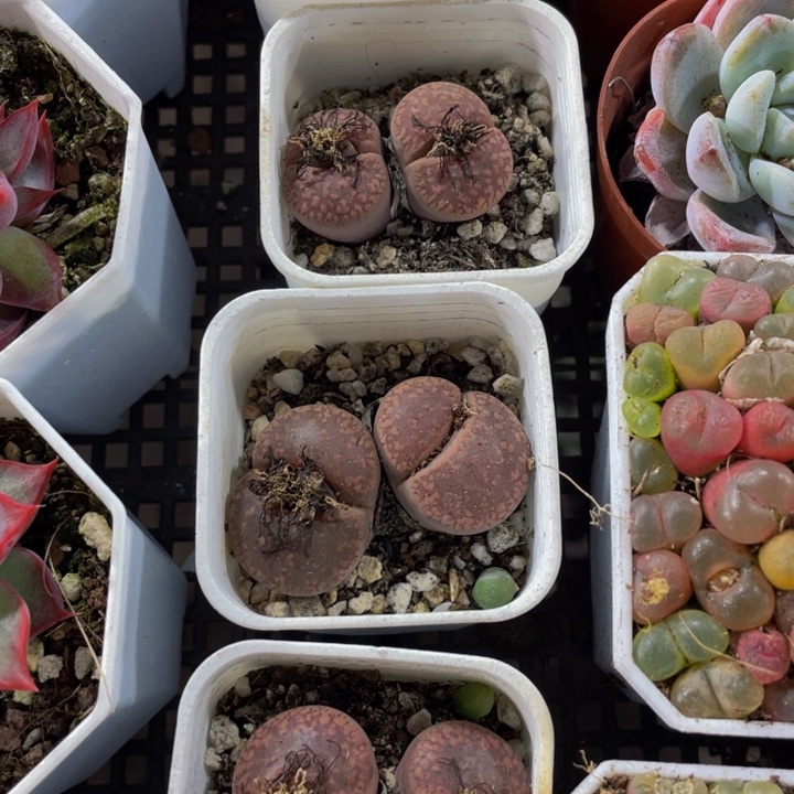 双头生石花带盆土发