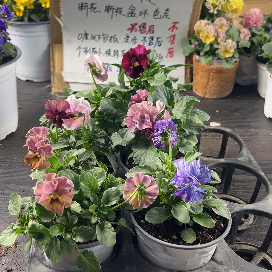 大部分花苞少量开放295号