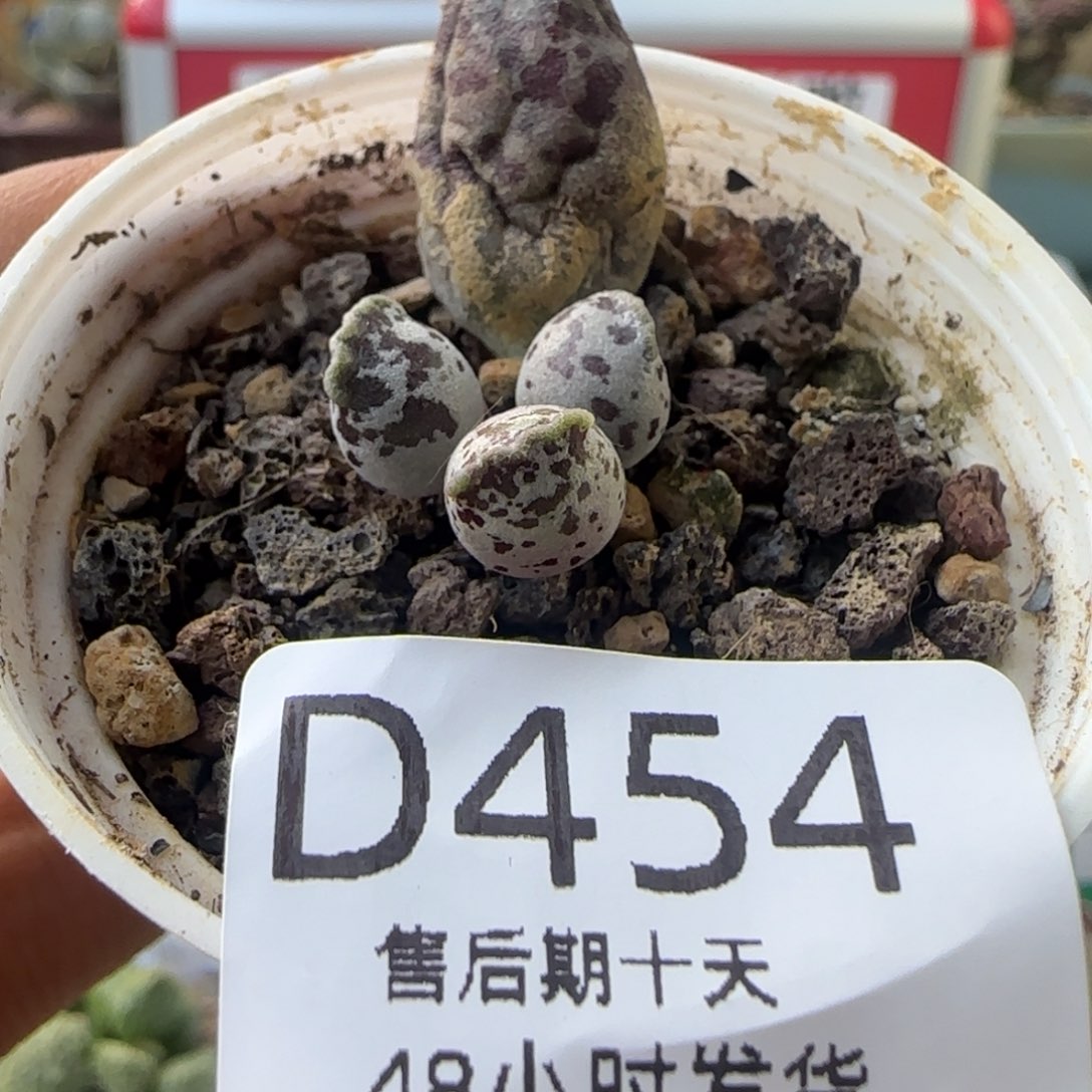 达摩海豹。 454。    