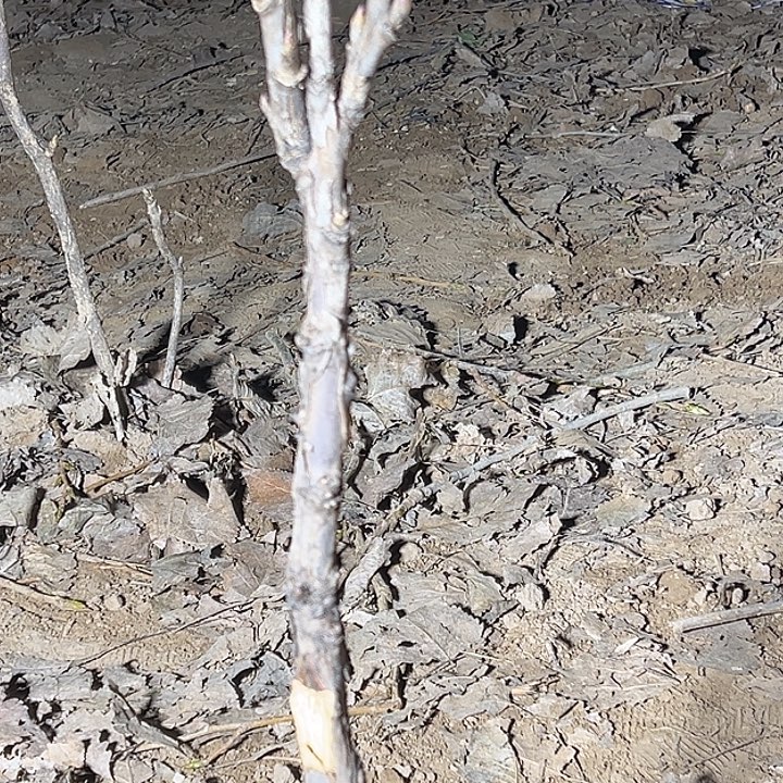 金***雪完全开放花王 中颗