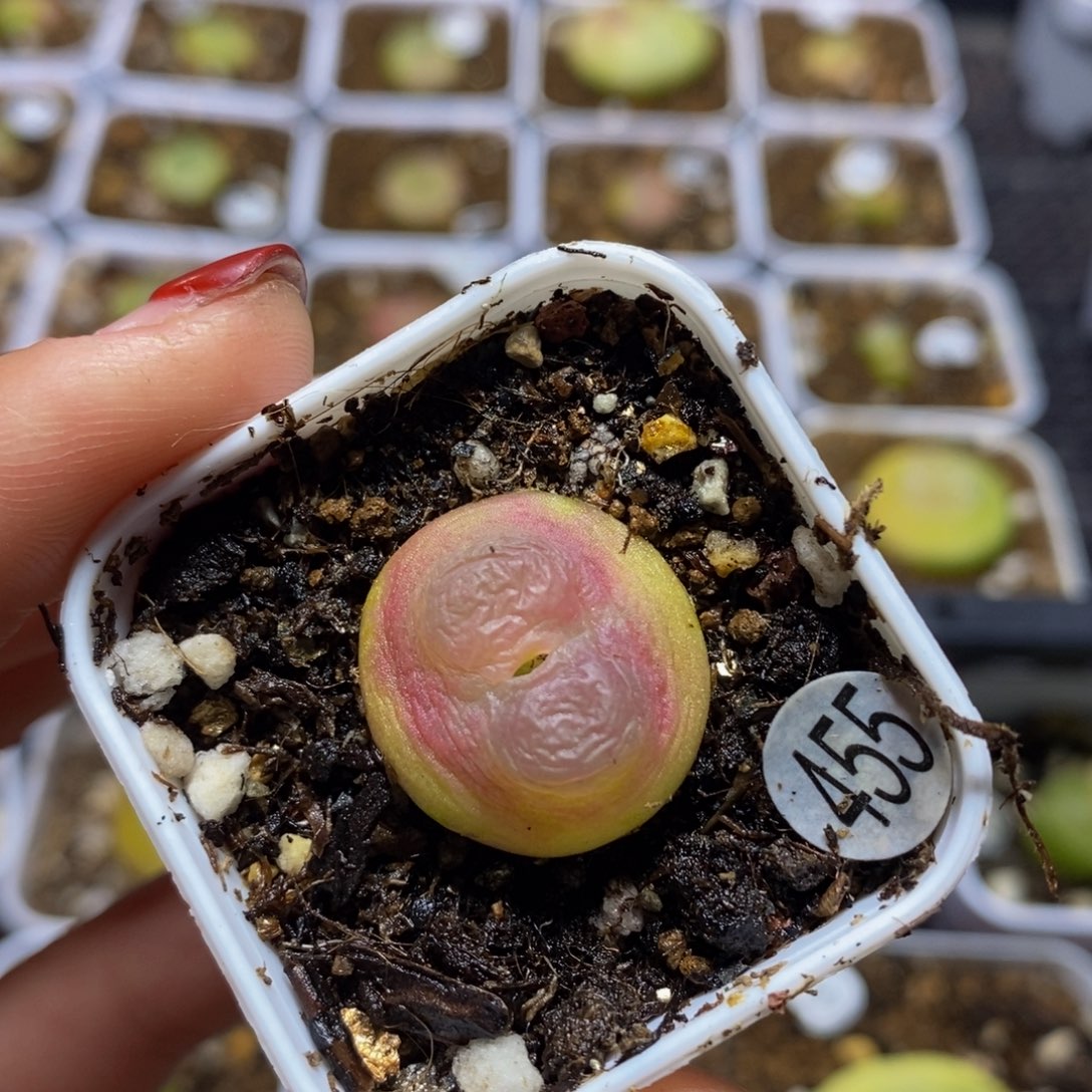 拉登2cm多肉带盆