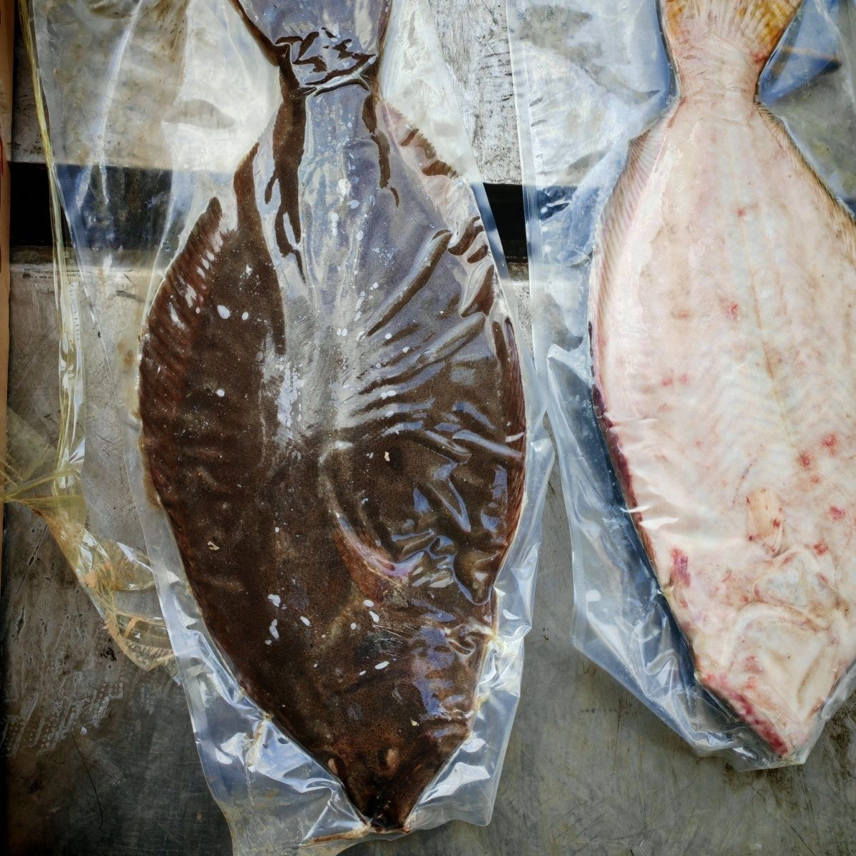 大连野生深海大亚片鱼 大号 