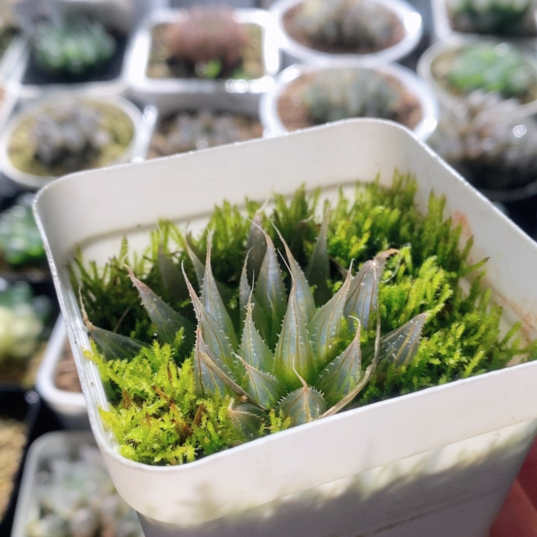 大卫针管玉露多肉植物