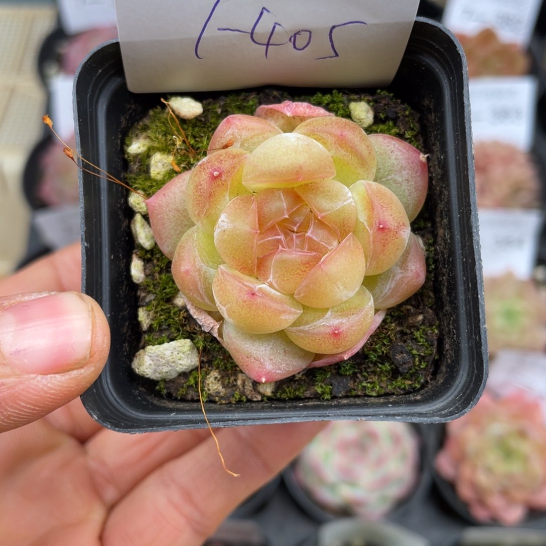 一物一拍小盆1棵7-405