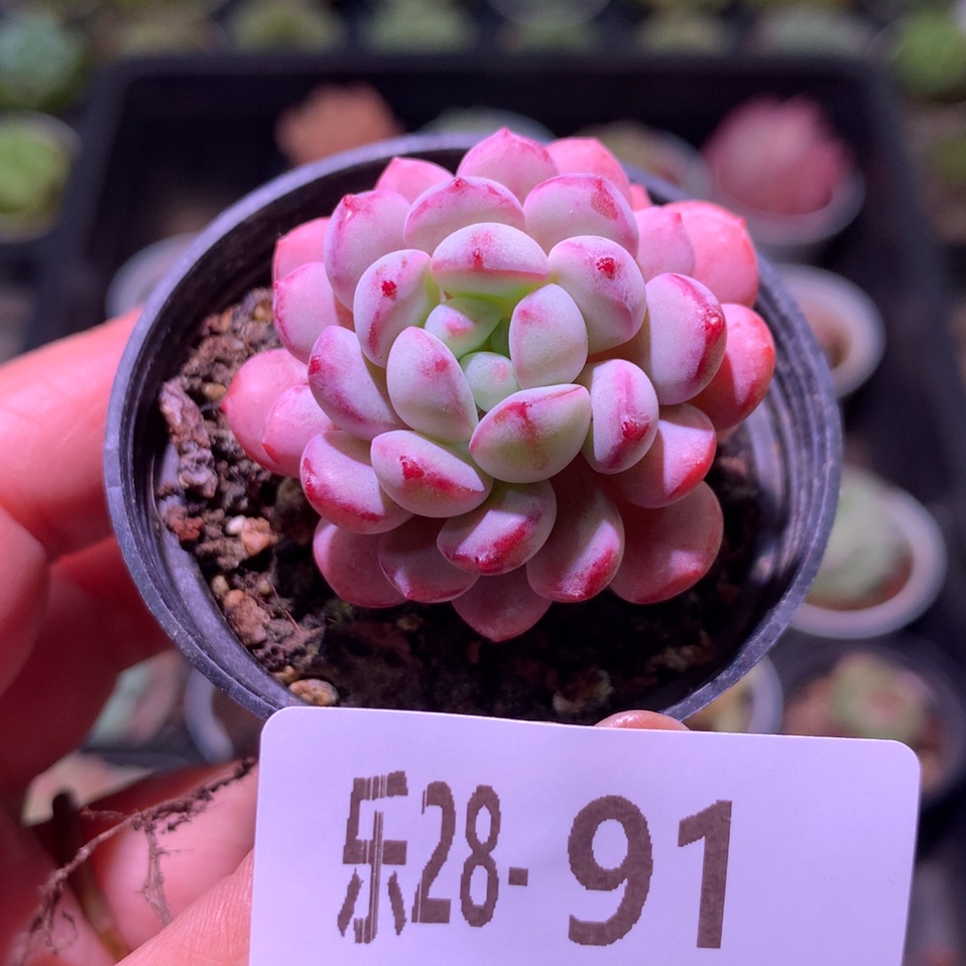 乐然28-91 珍珠豆 