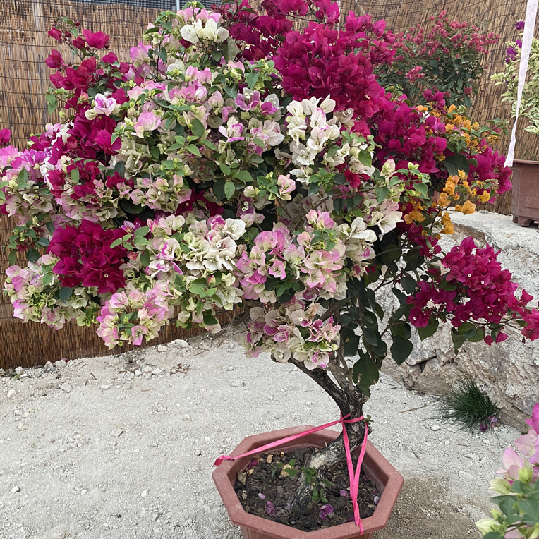 【清遇花卉】三角梅盆栽四季开花勤花品种好养绿植花卉植物