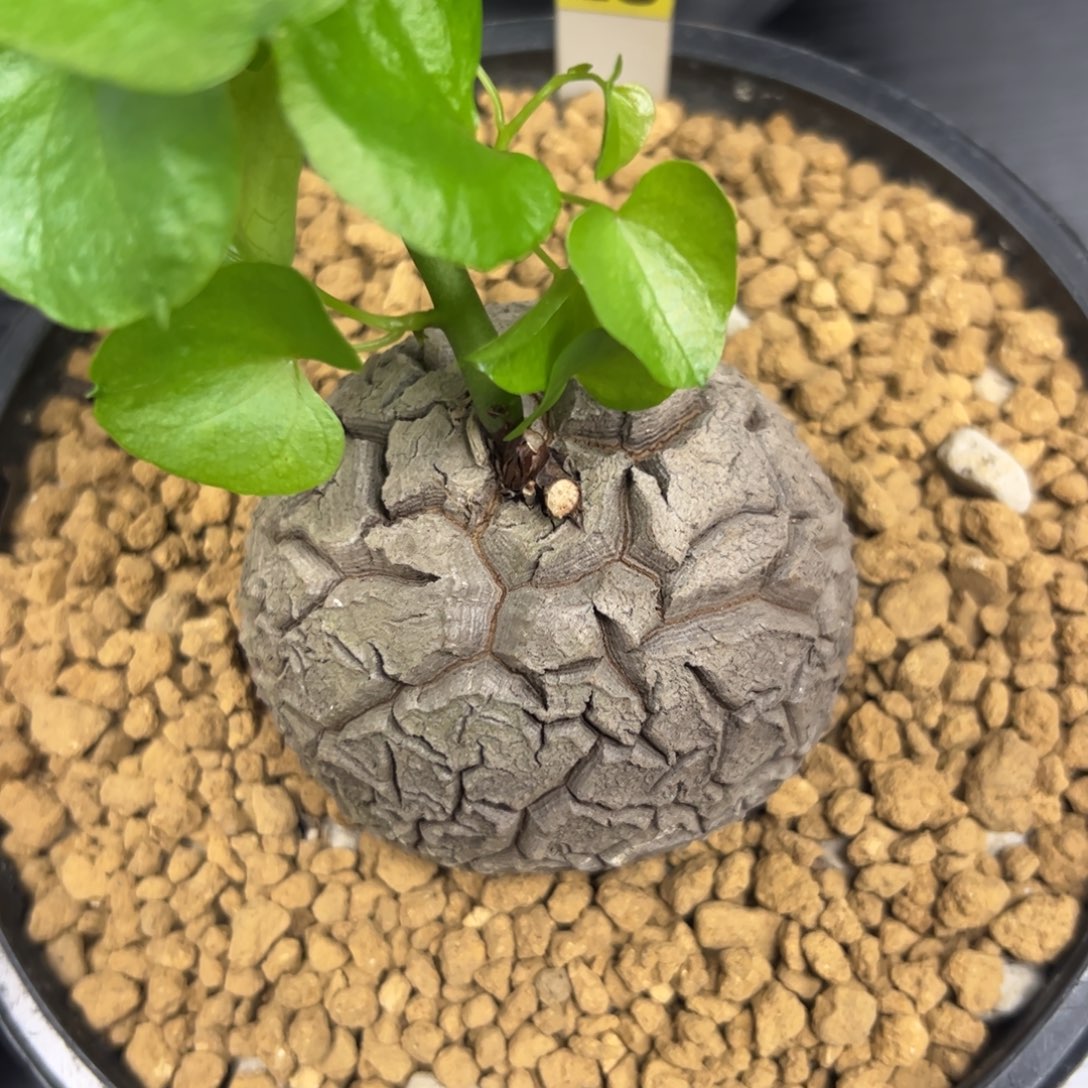 精品盆栽养定的龟甲龙28号