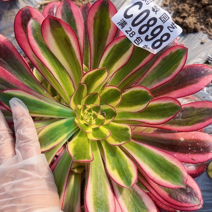 0898多肉植物法师法师冰淇淋