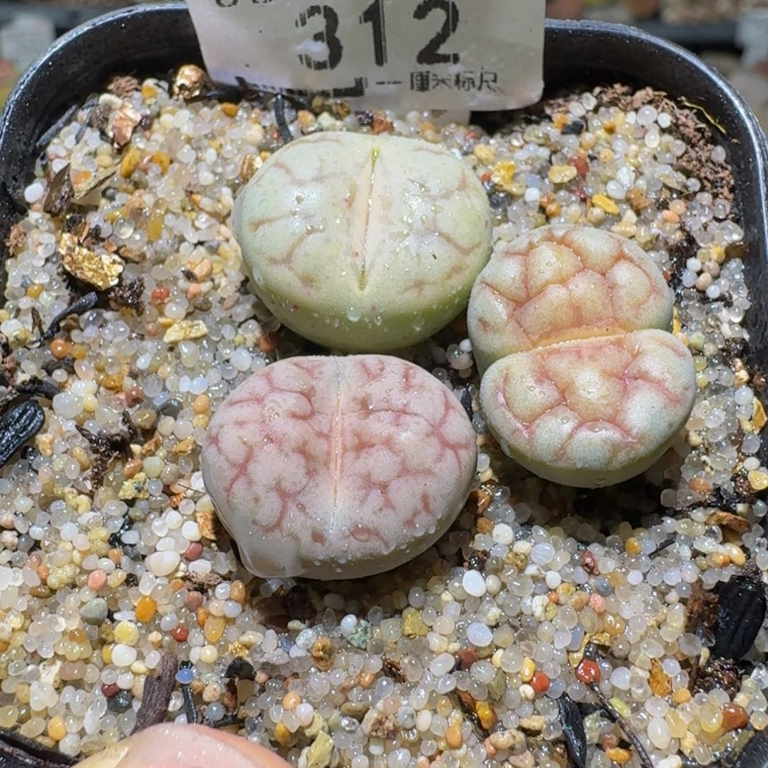 Ssss捡漏了便宜312