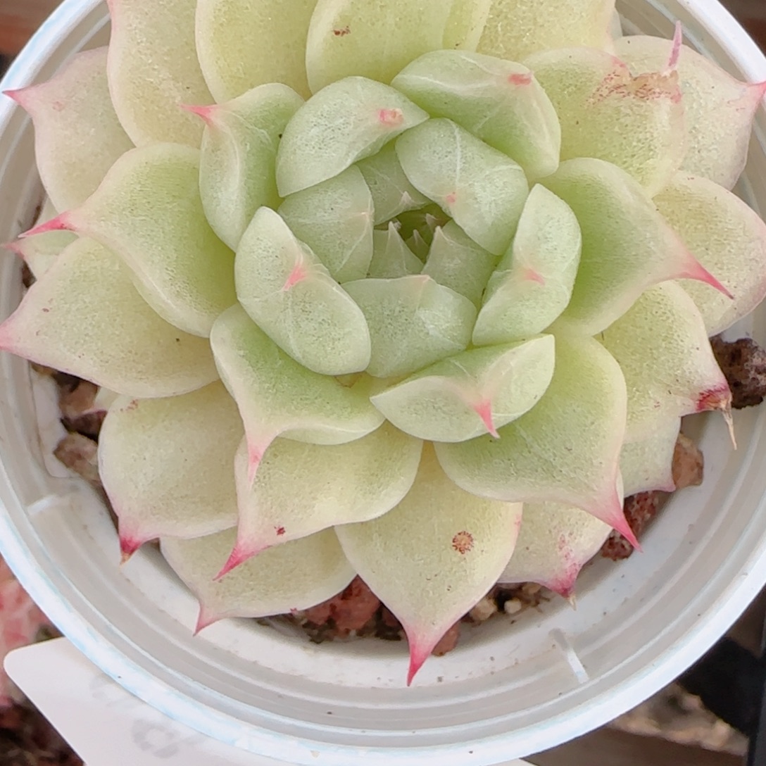 y***o花语多肉1230-98海王