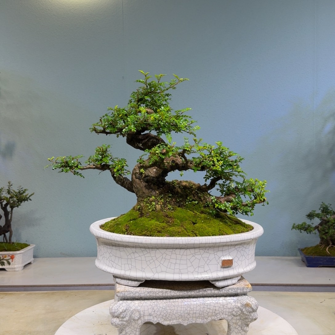 用***8无花朵胡椒木盆景1980