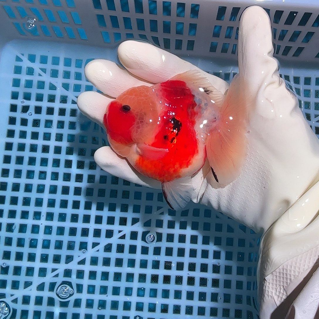 金鱼金鱼585488558