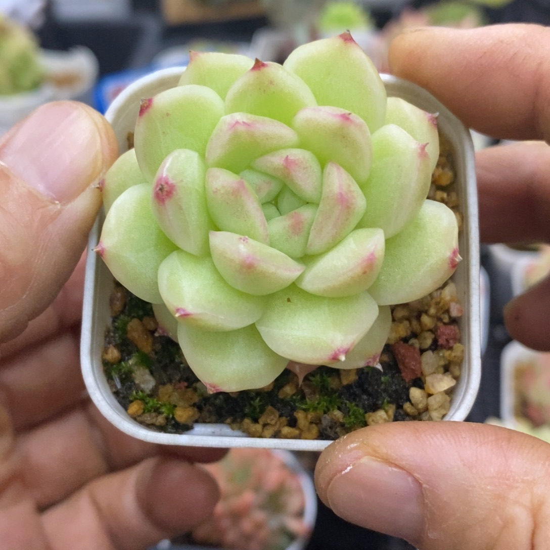 精品多肉一物拍不包整41