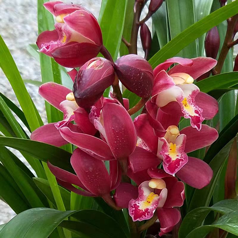 桌面款大花蕙兰大红袍 年宵花多花剑盆栽带花苞室内精品兰花