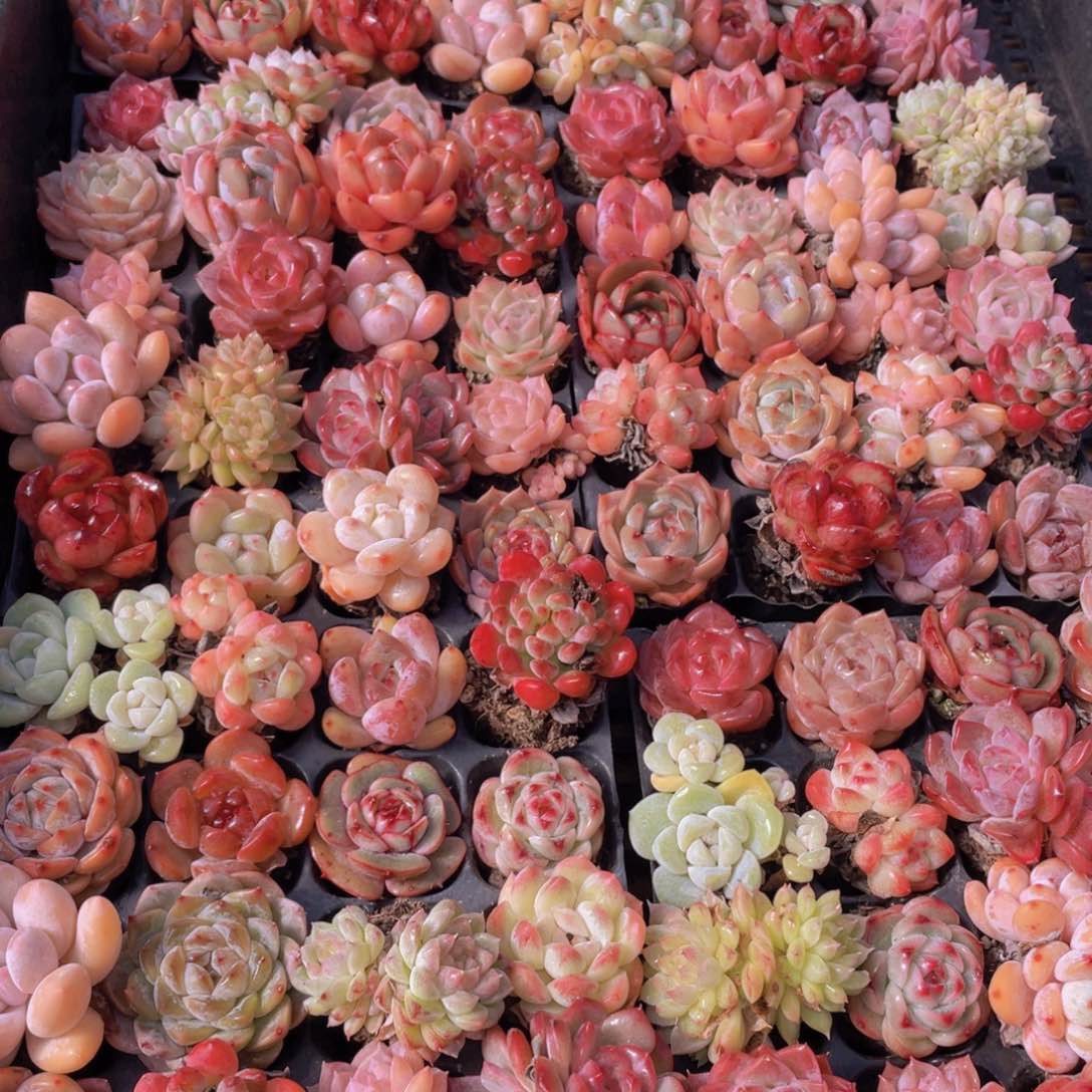 量拍71号 精品小可爱组合20个