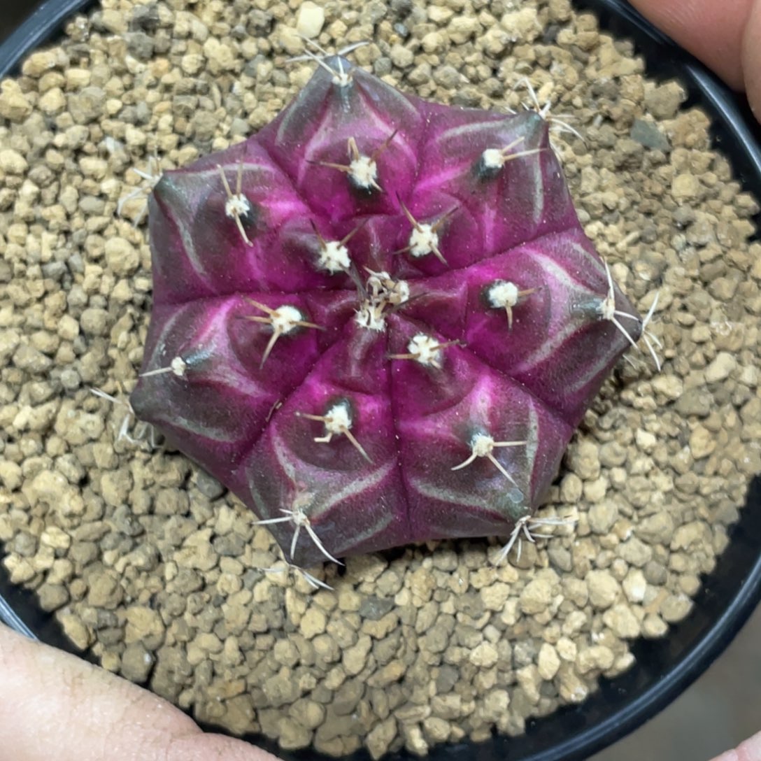 当前无花朵，栽培后可花朵紫红轮回