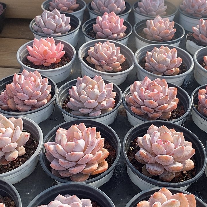 83雪天使单头 福利多多