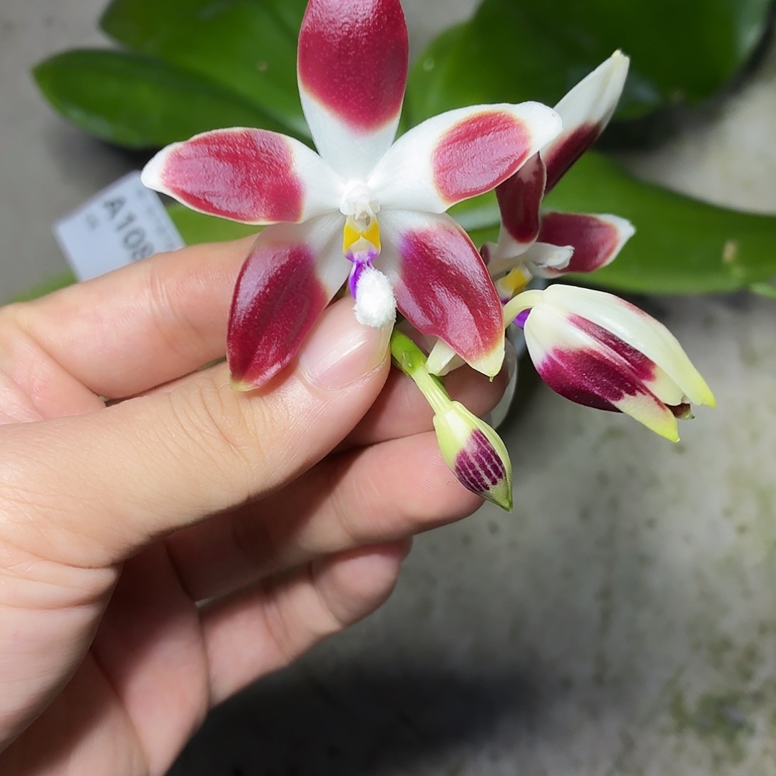 当前无花朵，栽培后可花朵A1087熊猫盾三寸四花剑