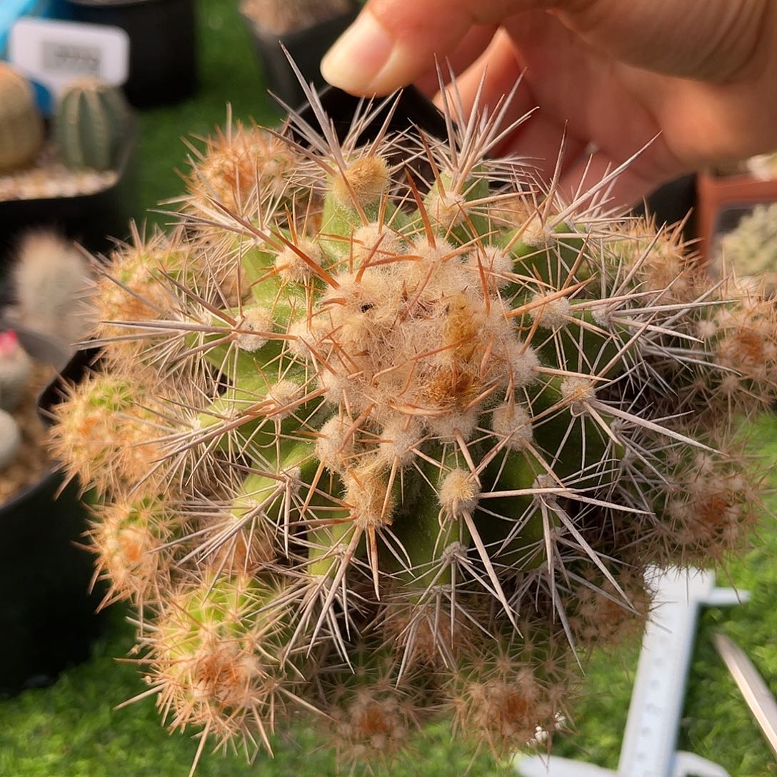 砂绣玉群实生裸根发货