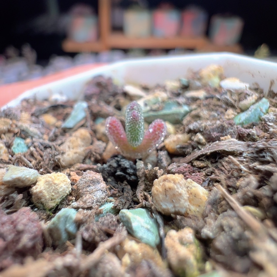 橙粉，尺寸很小，1114实生血红叶，拍下不退不换