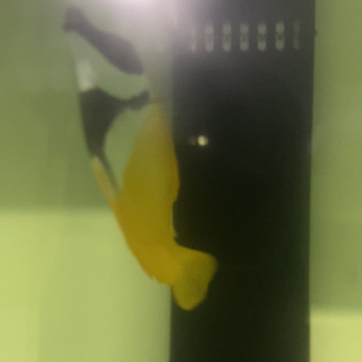 海水观赏鱼黄狐狸玻璃炮弹