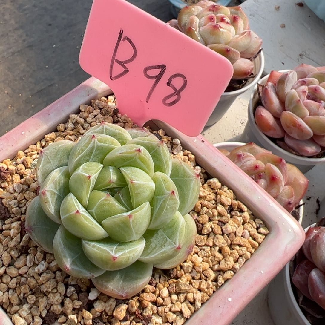 多肉植物一物一拍