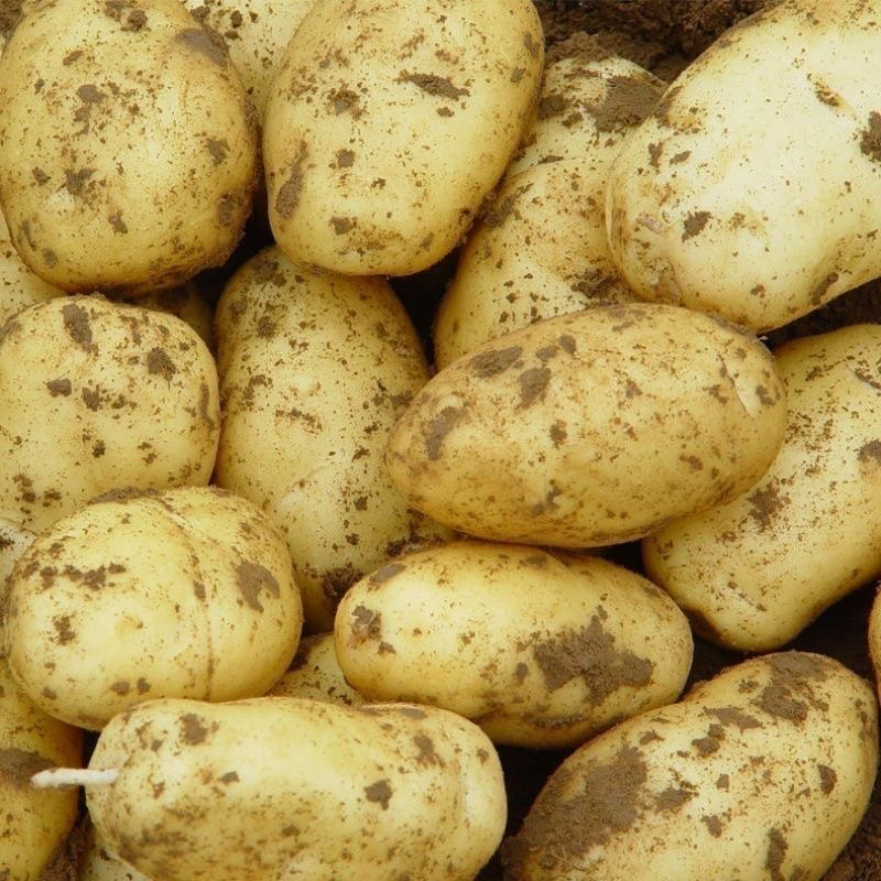 农家黄皮黄心土豆粉糯面可煎炸蒸煮的当季蔬菜